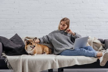 pembroke welsh corgi köpek kanepede oturuyor ve dizüstü bilgisayar kullanarak ciddi genç kadın