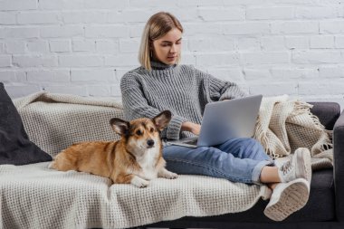 güzel genç kadın ile sevimli Galce corgi köpek kanepede oturan ve dizüstü bilgisayar kullanarak