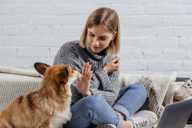 şirin pembroke welsh oturmak corgi komuta çekici genç kadın