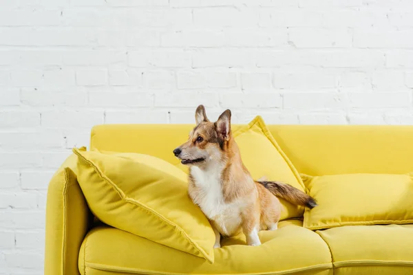 Divertido Perro Pembroke Corgi Galés Sofá Con Fondo Blanco — Foto de Stock