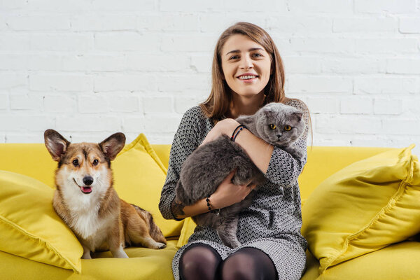 attractive woman sitting on sofa with funny pembroke welsh corgi and cute scottish fold cat
