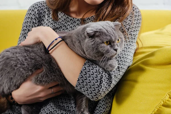 Περικοπεί Προβολή Κρατώντας Χαριτωμένο Κορίτσι Σκωτίας Διπλώστε Γάτα — Φωτογραφία Αρχείου