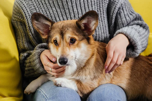 Vista Recortada Mujer Sentada Sofá Acariciando Adorable Perro Pembroke Corgi — Foto de stock gratis