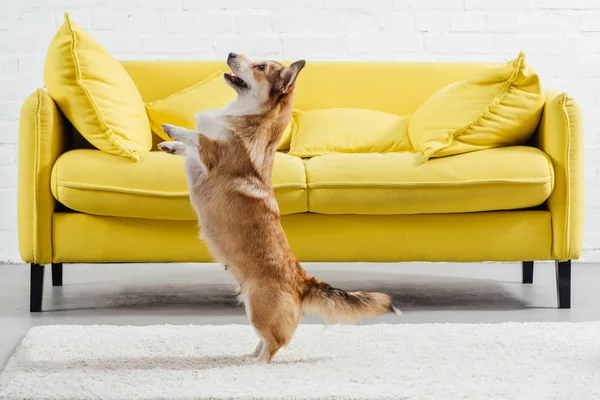 Niedlichen Pembroke Walisischen Corgi Hund Performing Befehl Stehen — Stockfoto