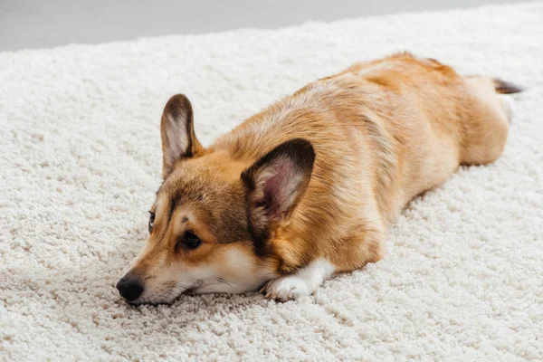 可爱的彭布罗克威尔士科尔吉狗躺在蓬松的地毯上 — 图库照片