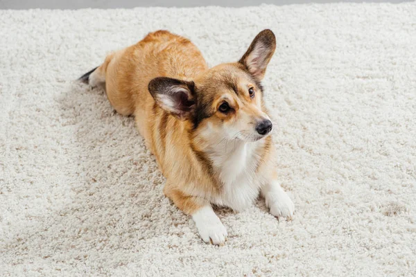 Lindo Pembroke Galés Corgi Perro Acostado Alfombra Esponjosa Mirando Hacia —  Fotos de Stock