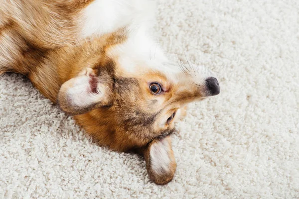 Nahaufnahme Eines Abtreibungsfähigen Pembroke Walisischen Corgi Hundes Der Auf Flauschigem — kostenloses Stockfoto