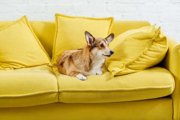 Cute Pembroke Welsh Corgi Dog Sitting Yellow Sofa — Free Stock Photo
