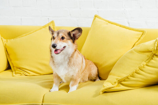 прелестная валлийская корги-собака сидит на желтом диване
