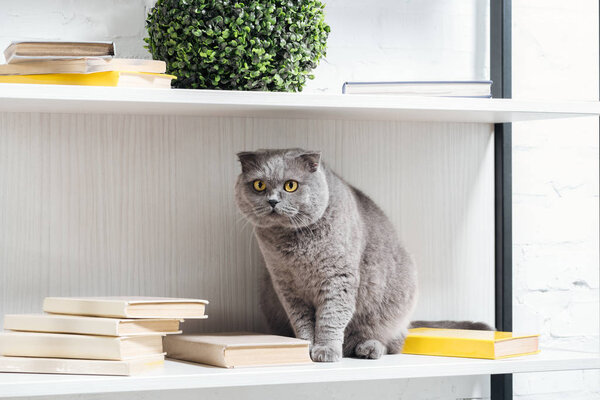 funny scottish fold cat reck sitting on shelving unit on white
