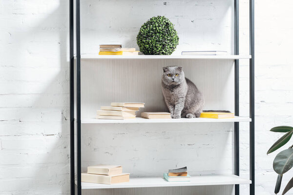 cute scottish fold cat sitting on shelving unit on white