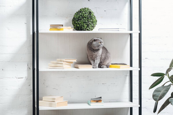 cute scottish fold cat sitting on shelving unit on white