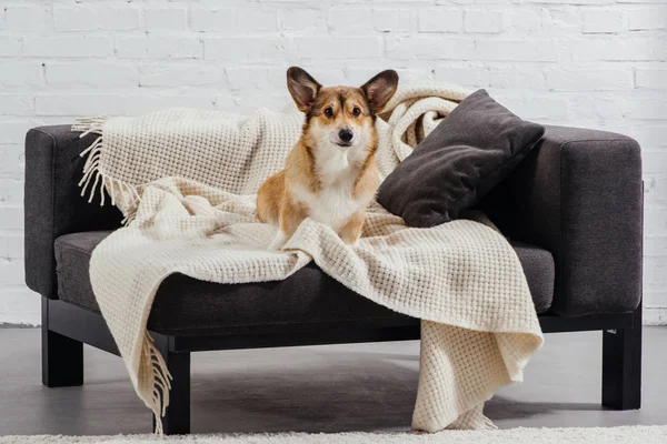 Cute Pembroke Welsh Corgi Sitting Sofa Looking Camera — Stock Photo, Image