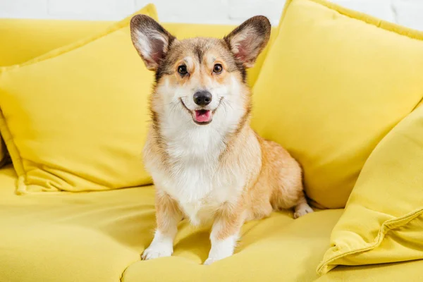 Cute welsh corgi dog sitting on yellow sofa and looking at camera — Stock Image Cute Welsh Corgi Dog Sitting Yellow Sofa Looking Camera Royalty Free Stock Photos