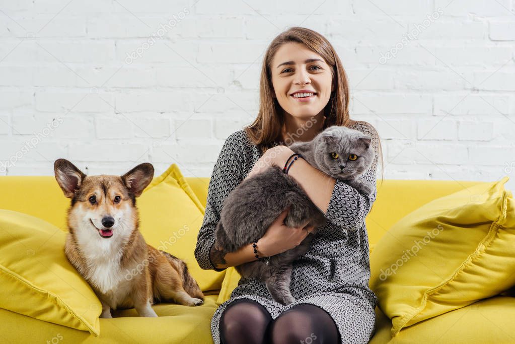 attractive woman sitting on sofa with funny pembroke welsh corgi and cute scottish fold cat