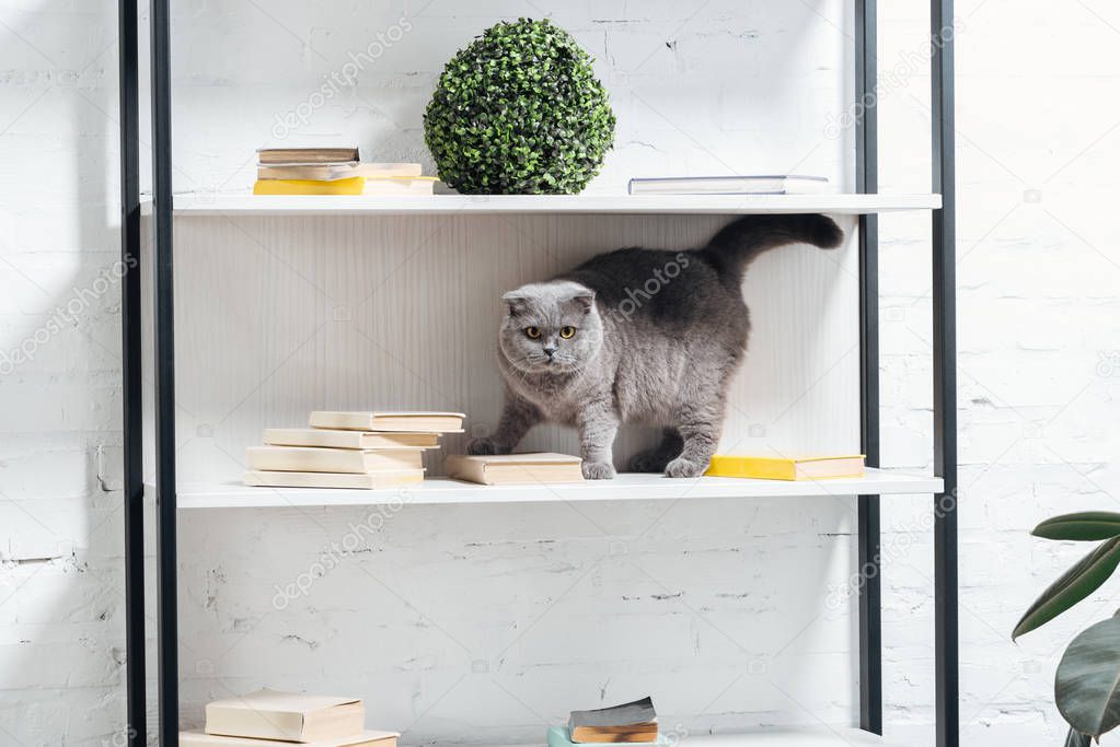 adorable scottish fold cat standing on shelving unit on white