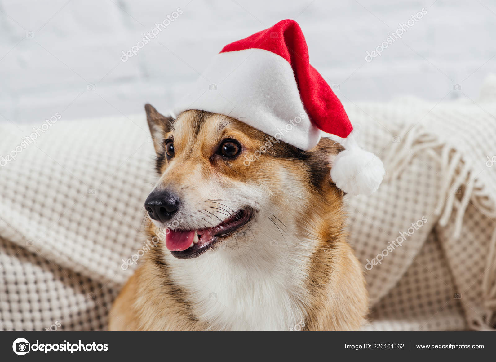 corgi in hat
