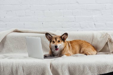 şirin Galce corgi köpek Divan dizüstü bilgisayar ile