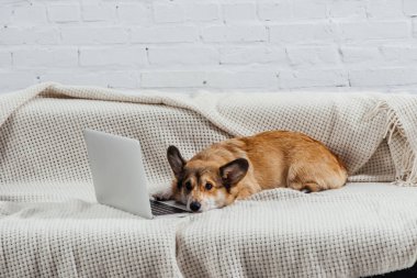 Divan dizüstü bilgisayar ile sıkılmış Galce corgi köpek
