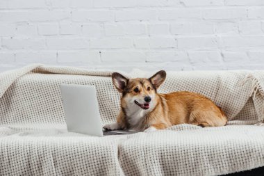 komik Galce corgi köpek Divan dizüstü bilgisayar ile