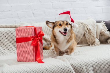 Pembroke welsh corgi Noel kanepede hediyesi ile Noel Baba şapkalı
