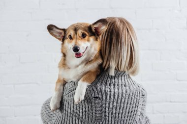 arkadan kız şirin pembroke welsh corgi beyaz holding gri süveterli görünüşü 