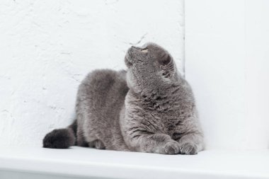komik İskoç fold kedi beyaz arka plan üzerinde seyir