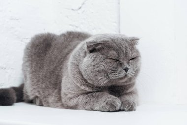 Beyaz arka plan üzerinde uyuyan sevimli İskoç fold kedi