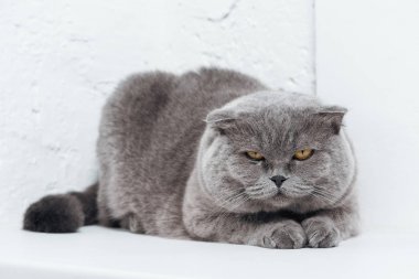 funny scottish fold cat lying on white background clipart