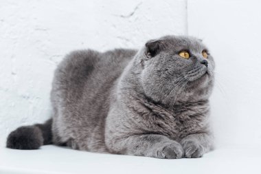 Beyaz arka plan üzerinde yalan komik İskoç fold kedi