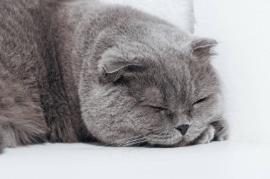 close up of sleeping scottish fold cat on white background clipart