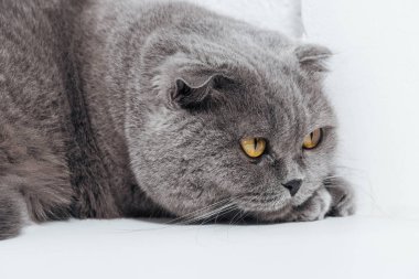 İskoç fold sevimli kedi beyaz arka plan üzerinde Kapat