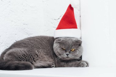 Noel giyen İskoç fold kedi beyaz Noel Baba şapkası