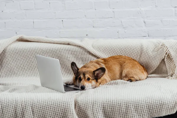 Perro Corgi Galés Aburrido Sofá Con Ordenador Portátil —  Fotos de Stock