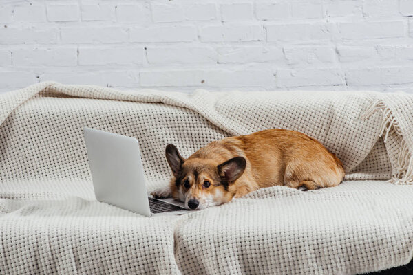 bored welsh corgi dog on sofa with laptop