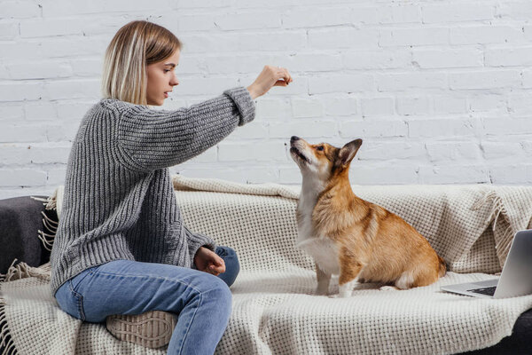 beautiful young woman training adorable pembroke welsh corgi with dog treat