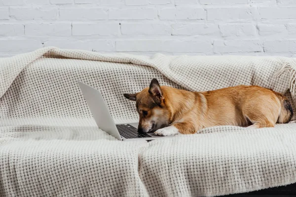 Perro Corgi Adorable Sofá Con Ordenador Portátil — Foto de Stock