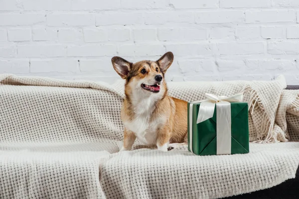 Adorable Corgi Dog Sitting Sofa Green Gift White Background — Stock Photo, Image