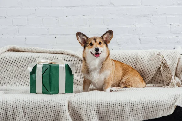 カメラ目線の緑の贈り物とソファの上のかわいいペンブローク ウェルシュ コーギー犬 — ストック写真