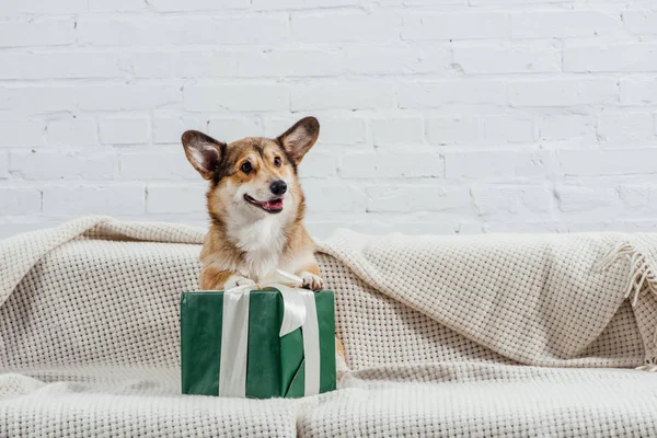 Lindo Pembroke Perro Corgi Galés Sofá Con Regalo Verde — Foto de Stock