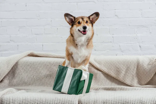 Divertido Pembroke Galés Corgi Perro Sentado Sofá Con Regalo Verde — Foto de Stock