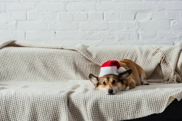 Cute Welsh Corgi Dog Santa Hat Lying Sofa Looking Camera — Stock Photo, Image