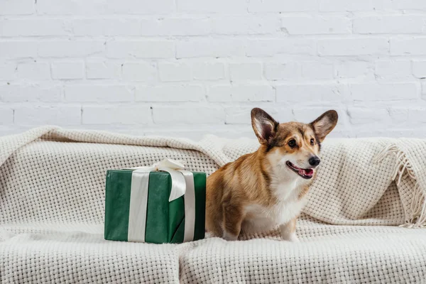 Funny Pembroke Welsh Corgi Dog Sitting Sofa Green Gift — Free Stock Photo