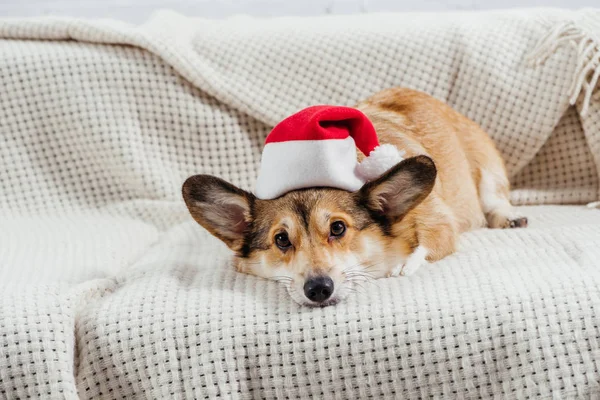 Cute Welsh Corgi Dog Santa Hat Lying Sofa — Stock Photo, Image