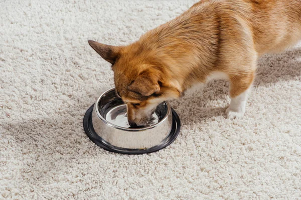 Lustiger Pembroke Walisischer Corgi Hund Trinkt Wasser Aus Metallener Tierschale — Stockfoto