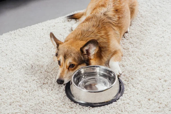 Adorable Pembroke Welsh Corgi Lying Metal Pet Bowl — Stock Photo, Image