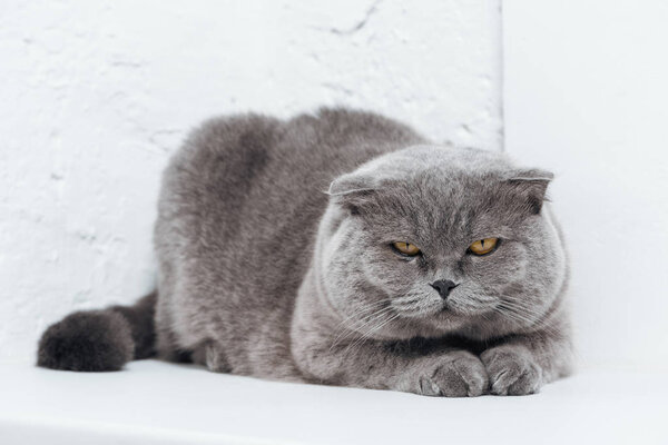 funny scottish fold cat lying on white background