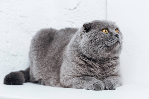funny scottish fold cat lying on white background