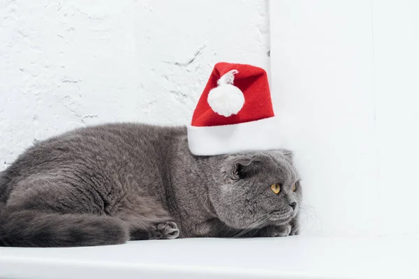 Adorable Scottish Fold Cat Christmas Santa Hat White — Free Stock Photo