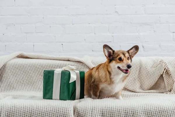 Funny pembroke welsh corgi dog sitting on sofa with green gift — Stock Image Funny Pembroke Welsh Corgi Dog Sitting Sofa Green Gift Stock Picture